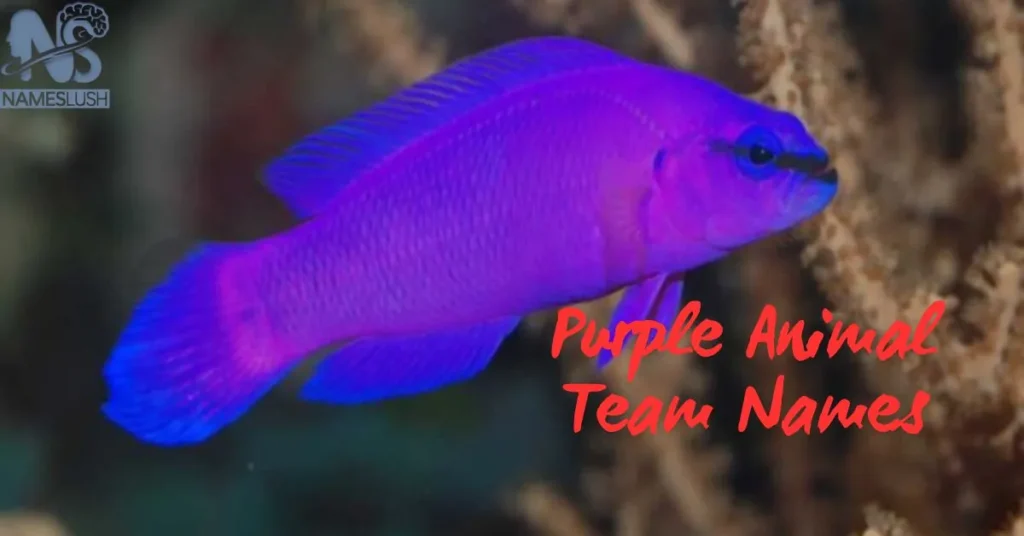 Purple Animal Team Names