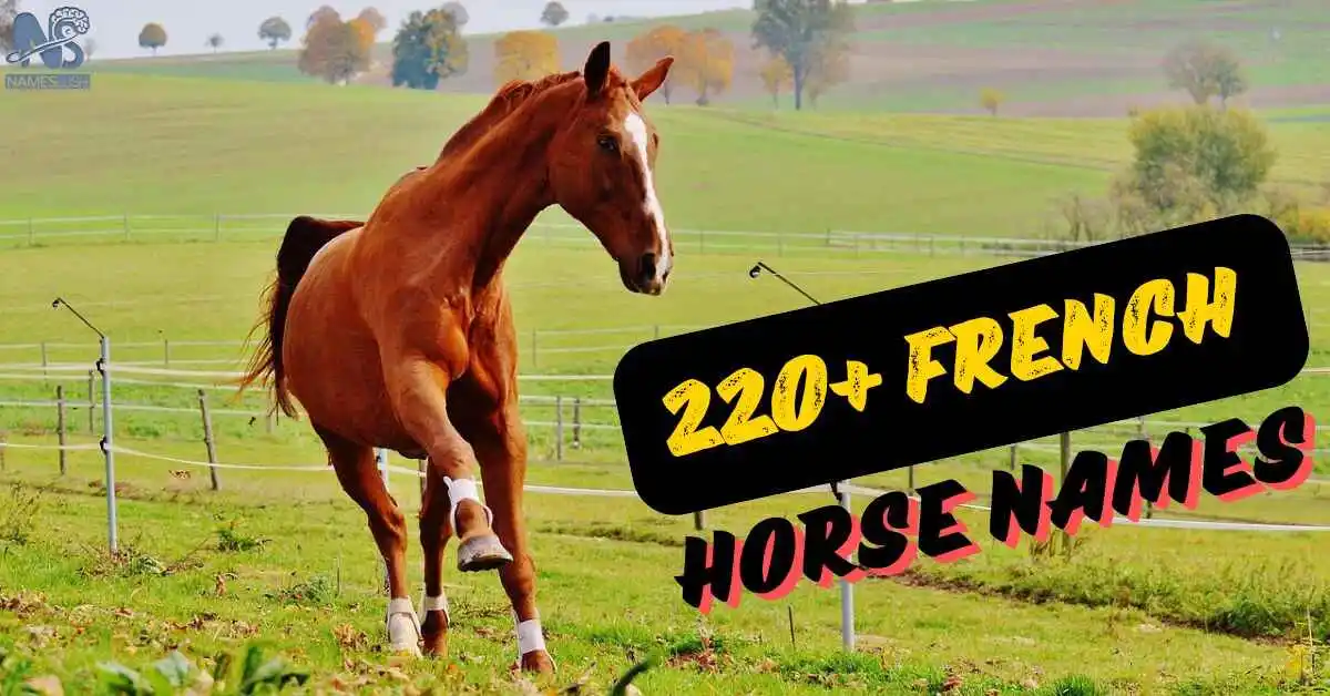 220+ French Horse Names Meaningful Names