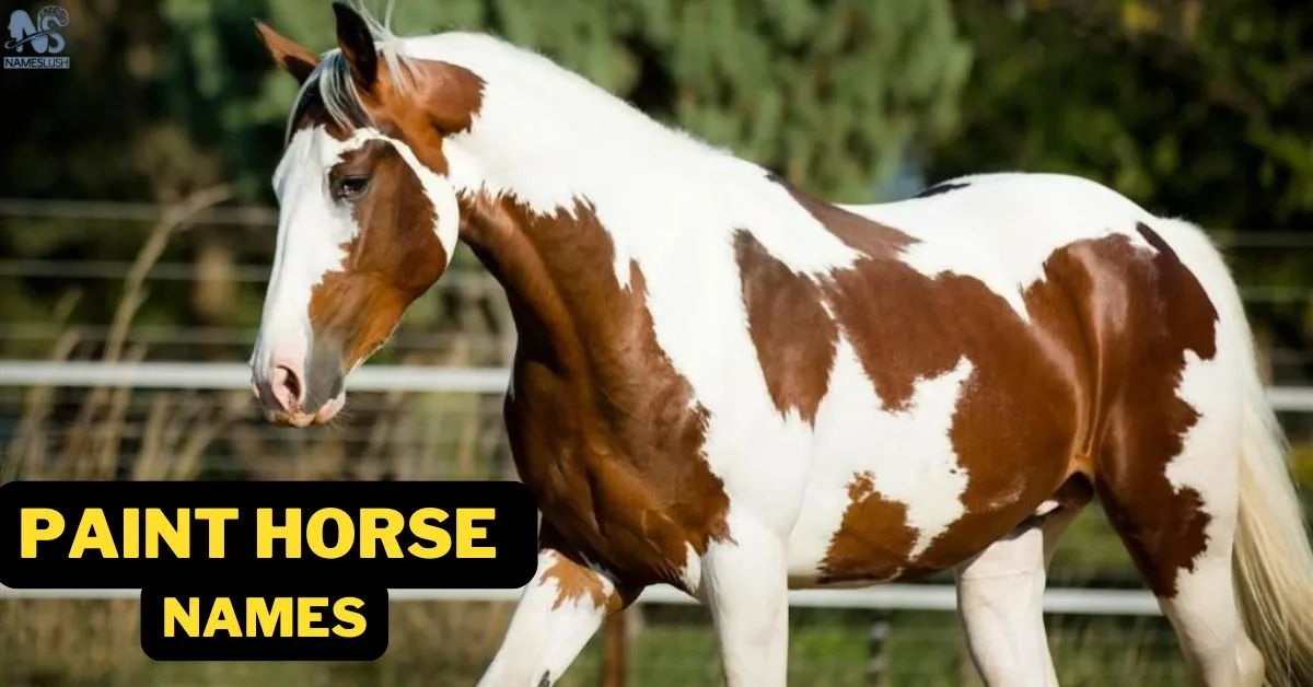 300+ Paint Horse Names (Funny, Cool & Catchy)