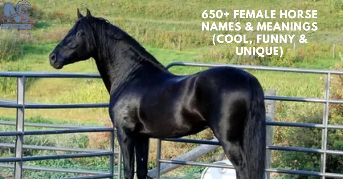 650+ Female Horse Names & Meanings (Cool, Funny & Unique)