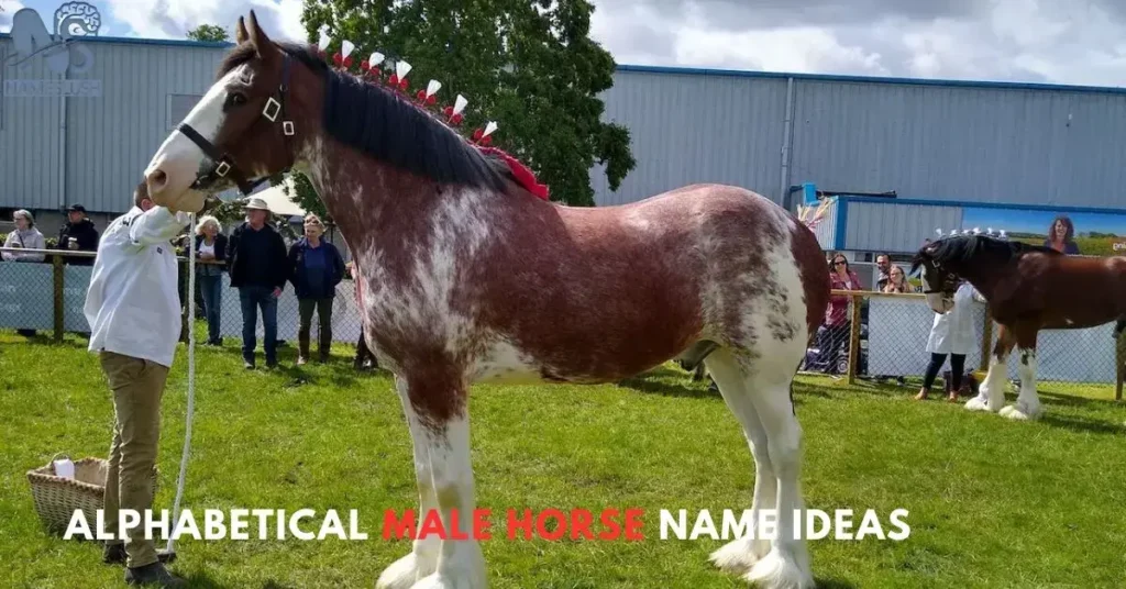 Alphabetical Male Horse Name Ideas