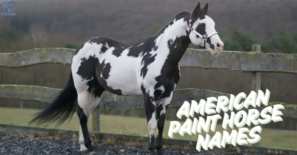 American Paint Horse Names