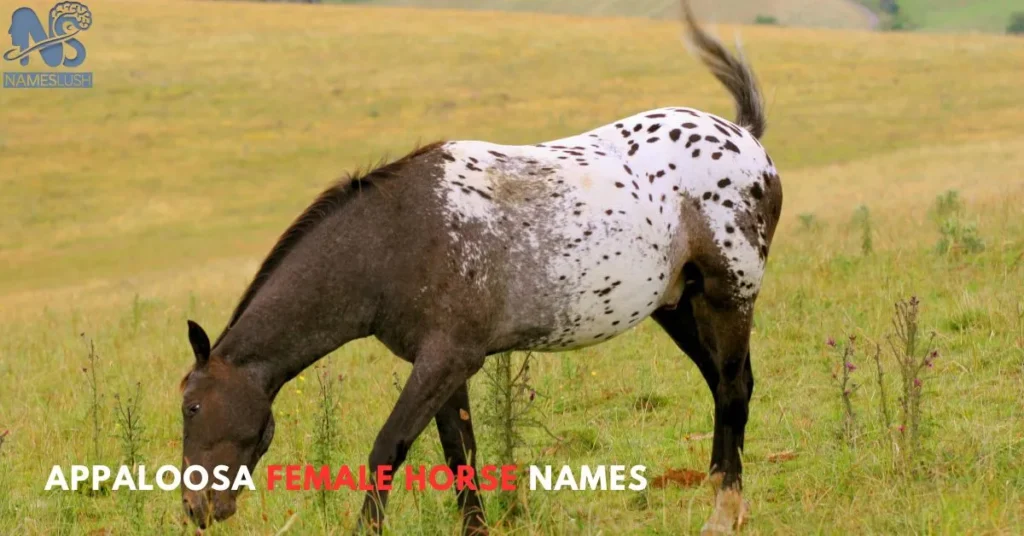 Appaloosa Female Horse Names