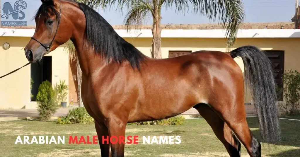 Arabian Male Horse Names