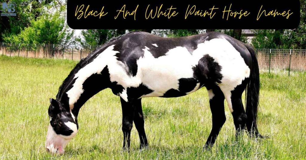 Black And White Paint Horse Names