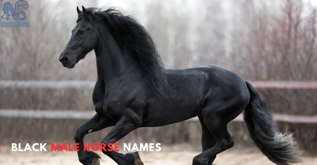 Black Male Horse Names