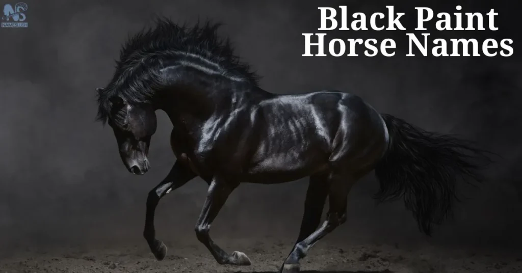 Black Paint Horse Names