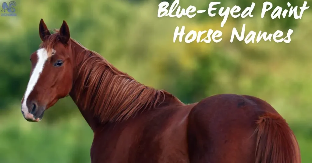 Blue-Eyed Paint Horse Names