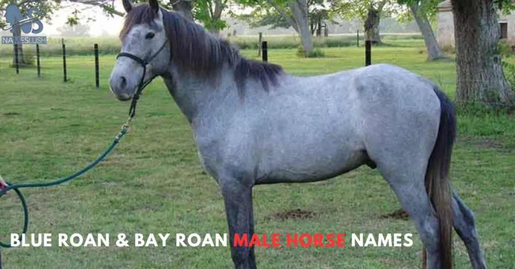 Blue Roan & Bay Roan Male Horse Names