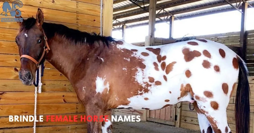 Brindle Female Horse Names