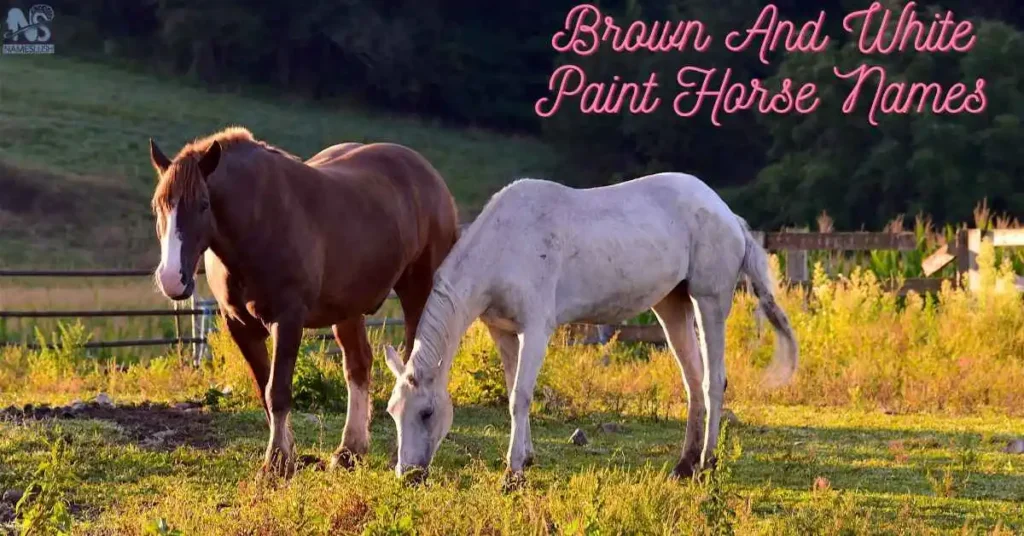 Brown And White Paint Horse Names