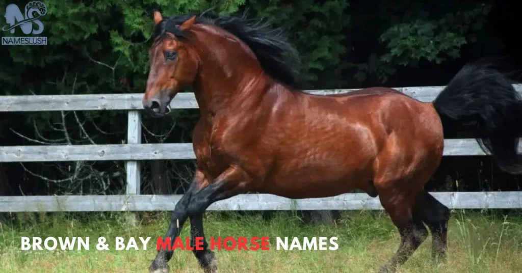 Brown & Bay Male Horse Names