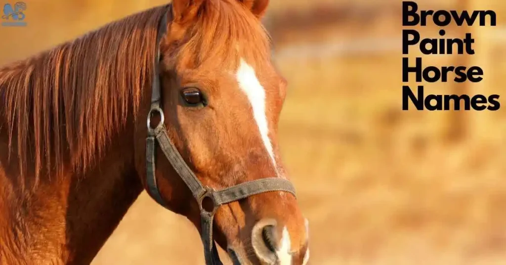 Brown Paint Horse Names