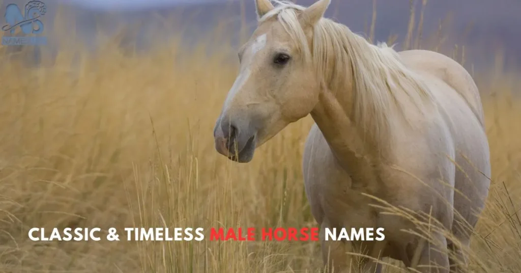 Classic & Timeless Male Horse Names