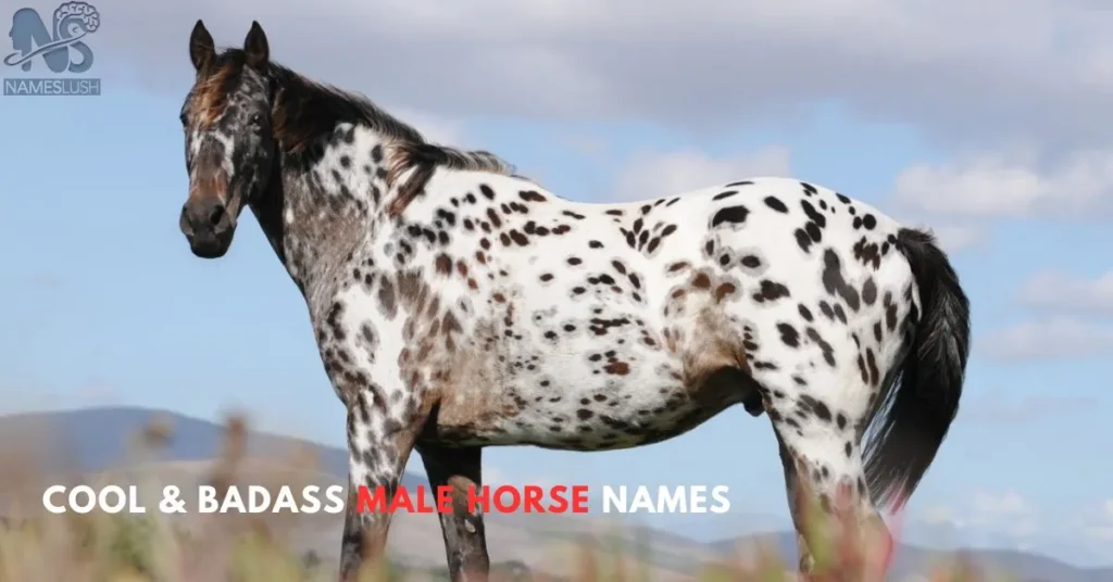 Male-Horse-Names