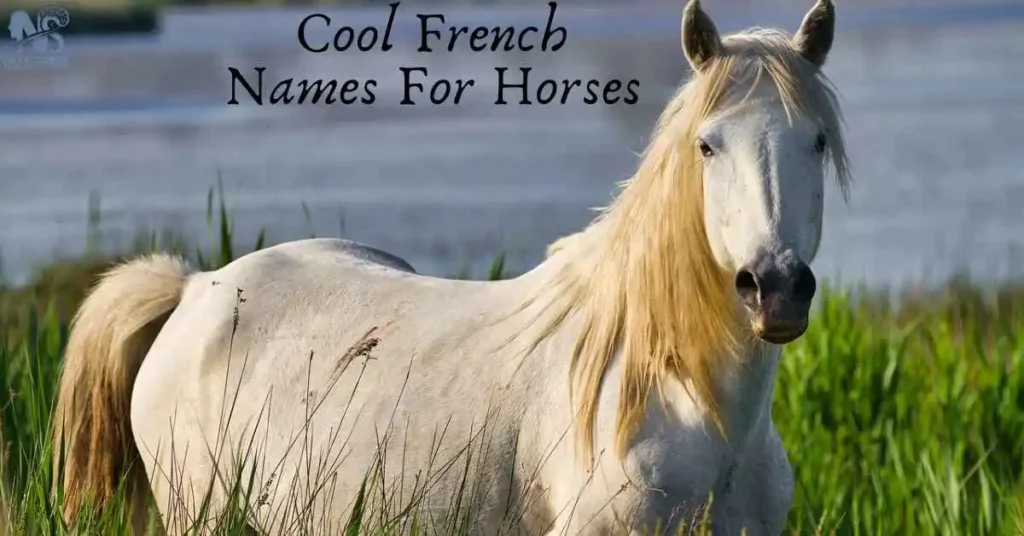 Cool French Names For Horses