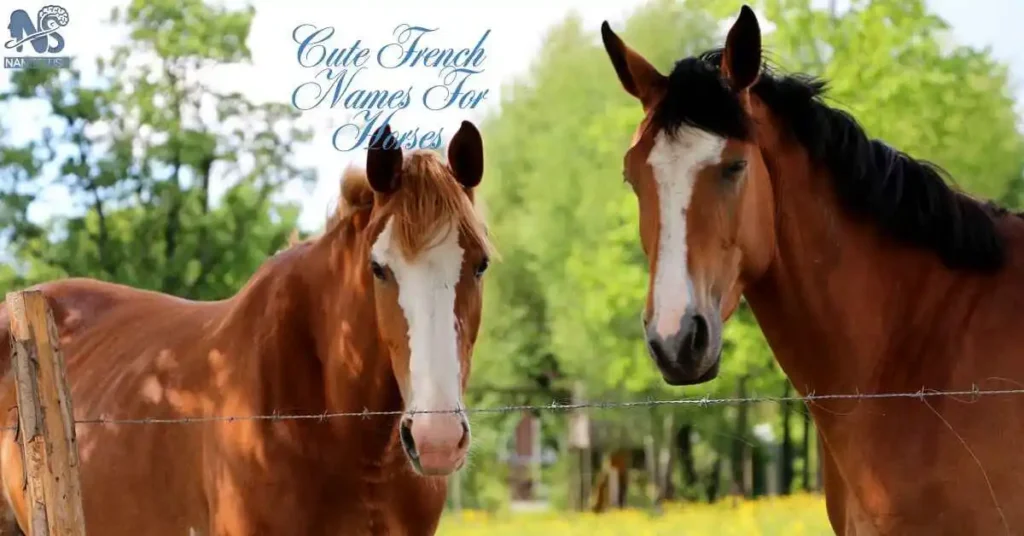 Cute French Names For Horses