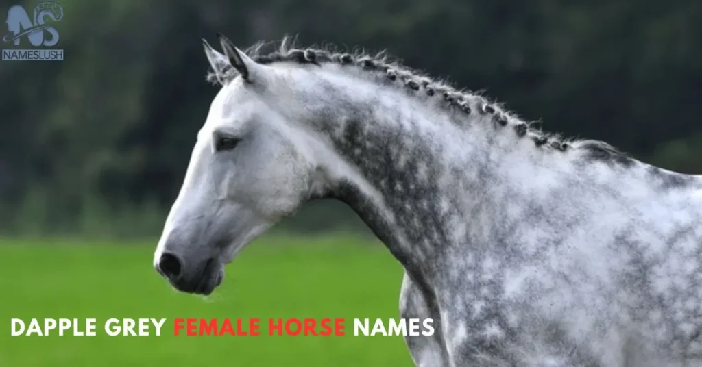 Dapple Grey Female Horse Names