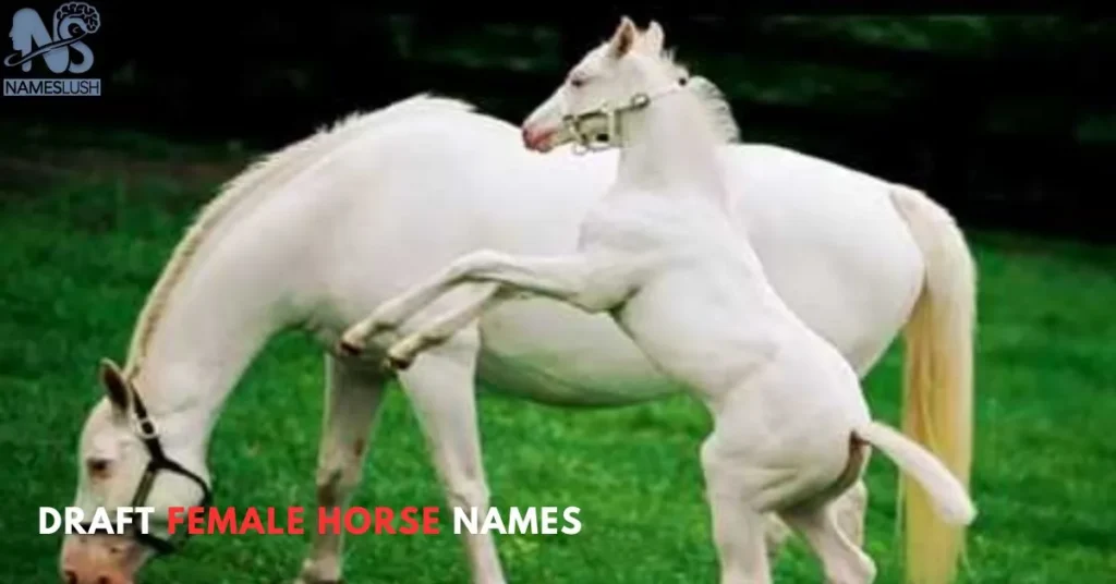 Draft Female Horse Names