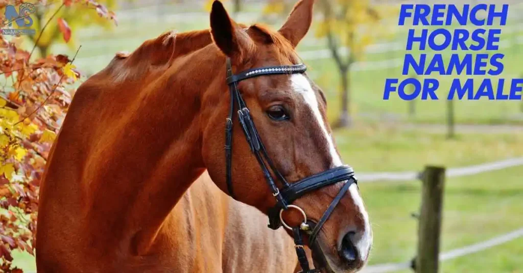 French Horse Names For Male