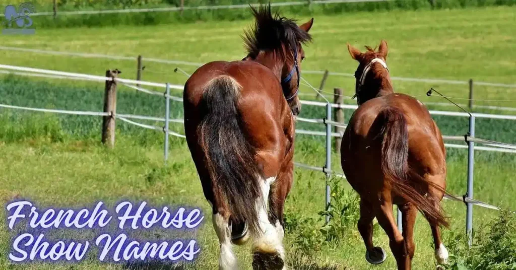 French Horse Show Names