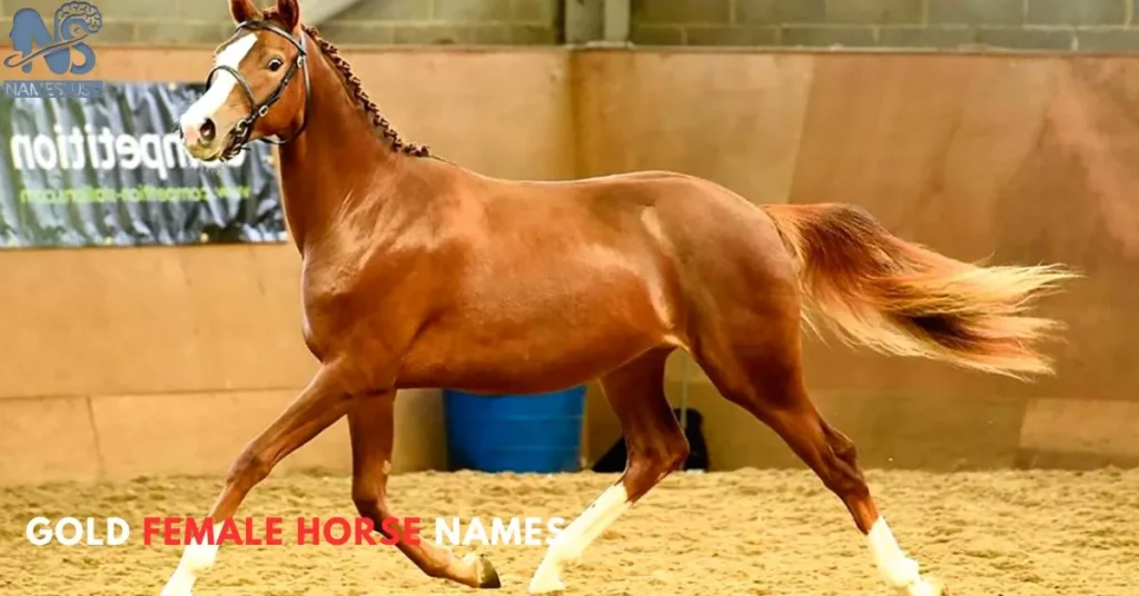 Gold Female Horse Names