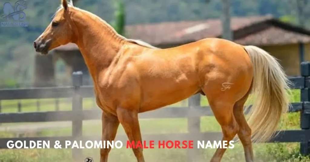 Golden & Palomino Male Horse Names