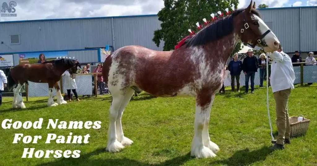 Good Names For Paint Horses