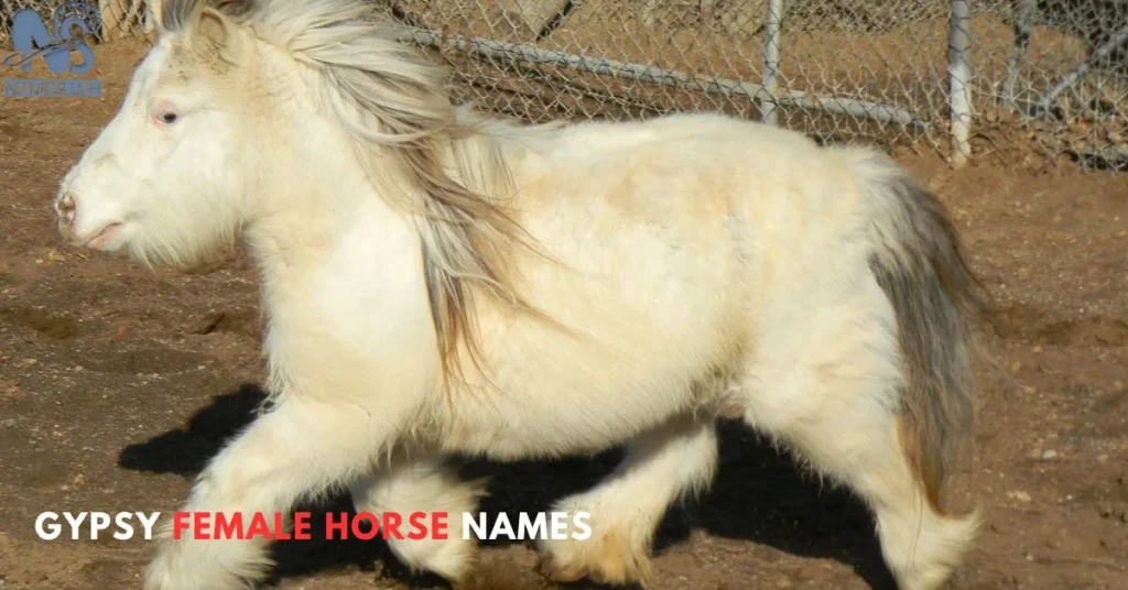 Gypsy Female Horse Names