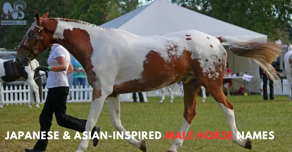 Japanese & Asian-Inspired Male Horse Names