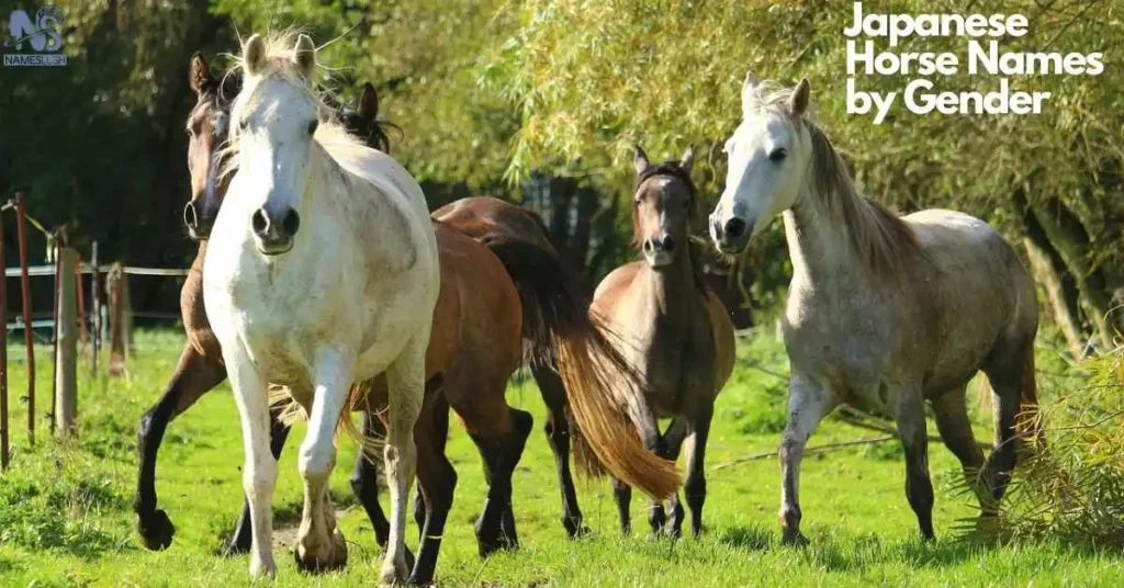 Japanese Horse Names by Gender