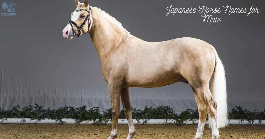 Japanese Horse Names for Male (Stallions or Geldings)