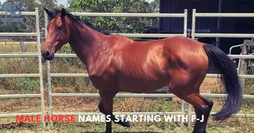 Male Horse Names Starting With F-J