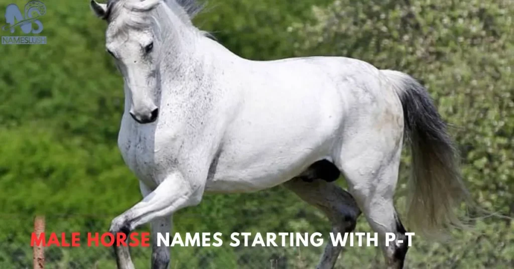 Male Horse Names Starting With P-T