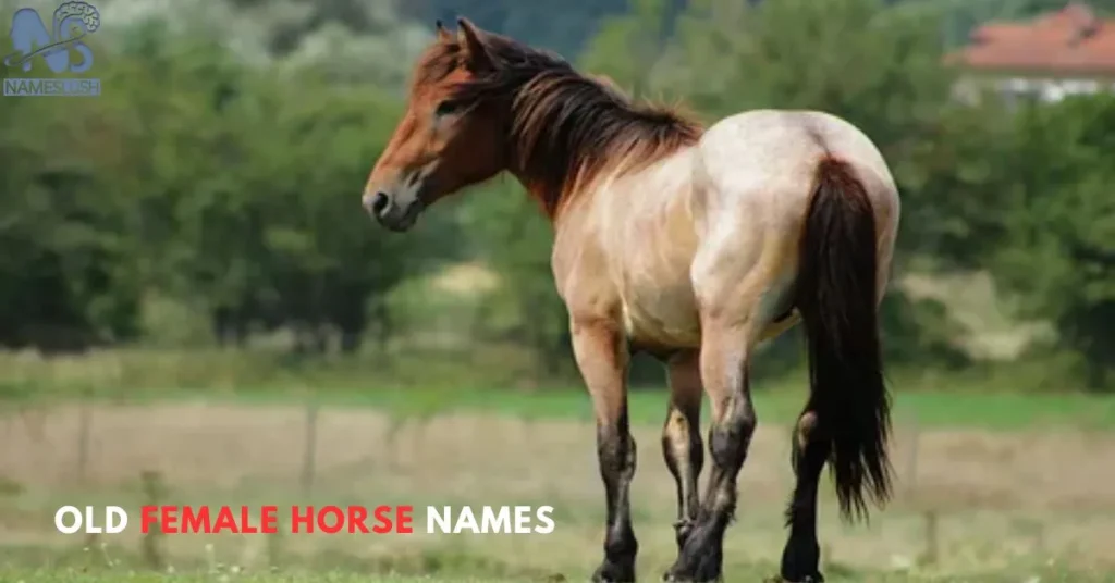 Old Female Horse Names