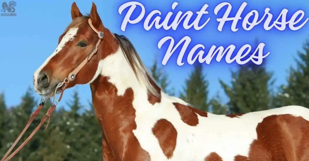 Paint Horse Names