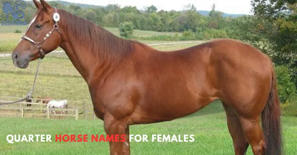 Quarter Horse Names for Females