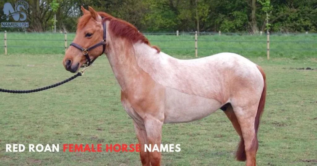 Red Roan Female Horse Names