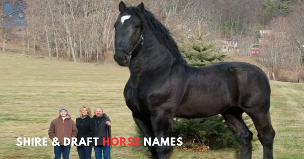 Shire & Draft Horse Names