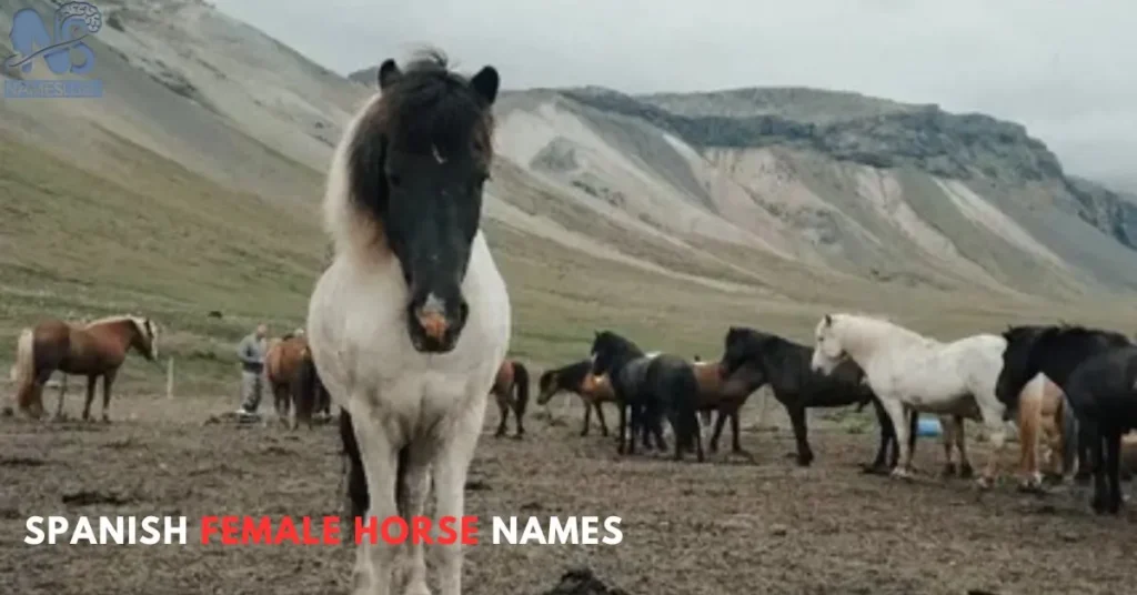 Spanish Female Horse Names