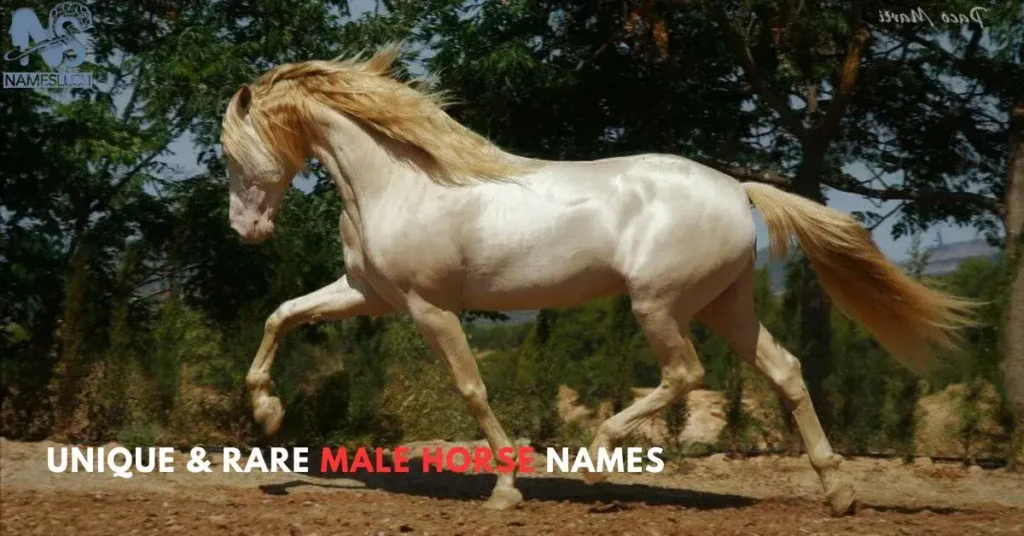 Unique & Rare Male Horse Names