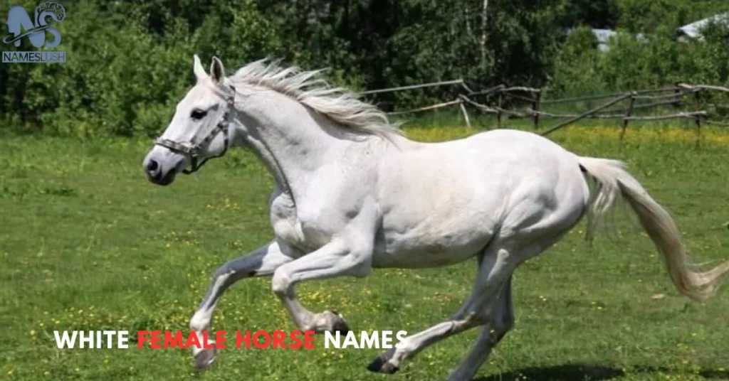 White Female Horse Names